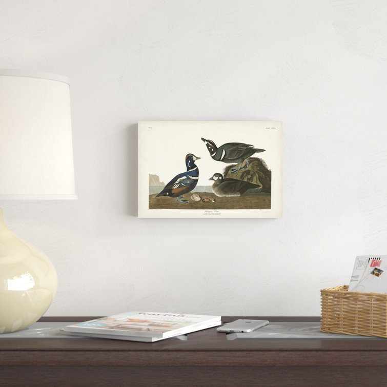 Red Barrel Studio® Pl 297 Harlequin Duck On Canvas by James Audubon ...