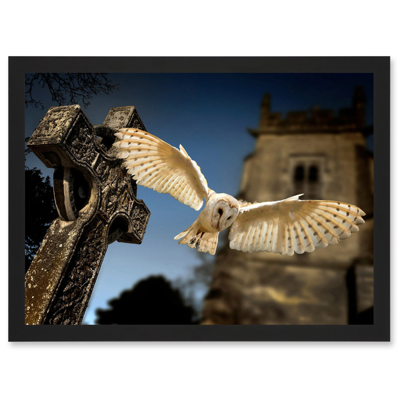 Barn Owl In Flight Bird Alba Graveyard Scotland - Single Picture Frame Print