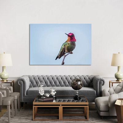 USA. Washington State. Male Anna's Hummingbird Flashes His Iridescent Gorget. by Gary Luhm - Wrapped Canvas Print