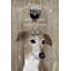 « dog aou vine grayhound », impression sur toile-20905482-73053649-73053653