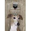 « dog aou vine grayhound », impression sur toile-89494288-73053652-73053653