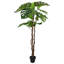 Plant-1436853008