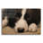 " Border Collie Love " by John Silver-1728251330