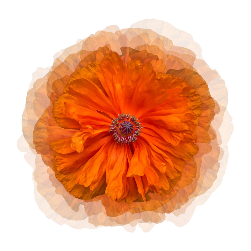 Floating Peony 1 Print by Nathan Turner