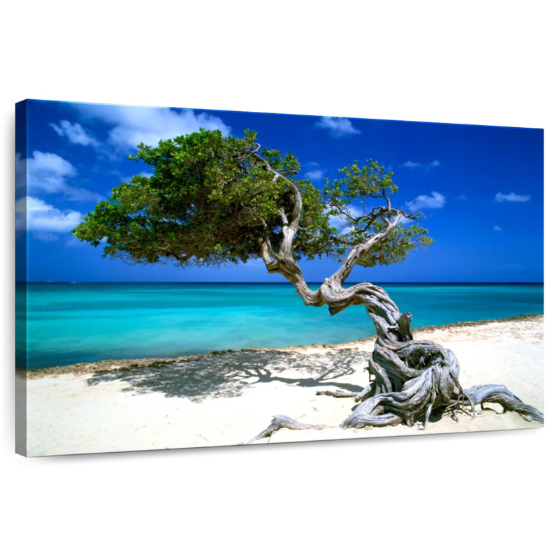 Divi Divi arbre Aruba Petites Antilles, H 34 po x l 51 po
