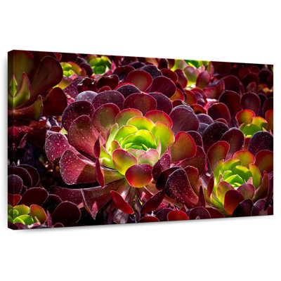 Plantes grasses Harnek