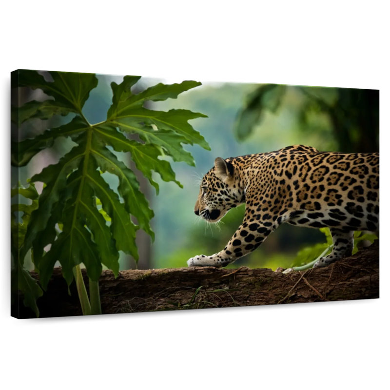Crowle Sneaky Jaguar
