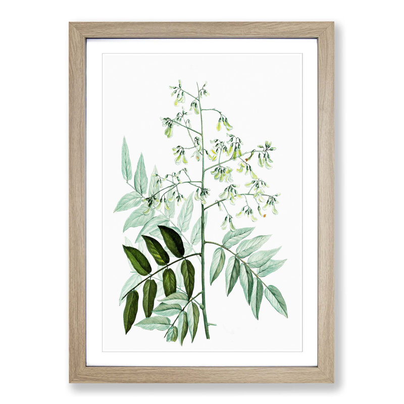Japanese Pagoda Tree by Pierre-Joseph Redoute - Picture Frame Graphic Art Print, 48cm H x 36cm W x 2cm D, Oak Framed