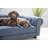 Tucson Furniture Dog Sofa Bed