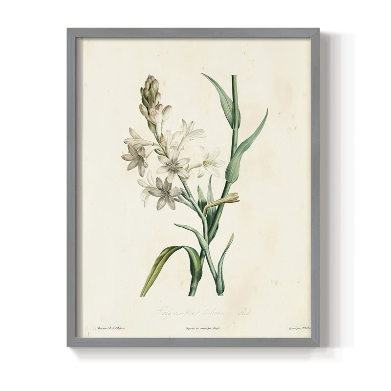«Traditional Botanical IV», reproduction encadrée - bois massif, Gris, H 10 po x l 8 po