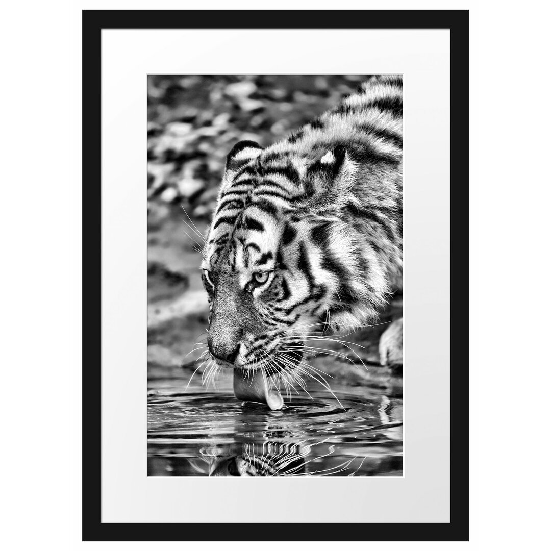 Gerahmtes Poster Tiger am Wasser