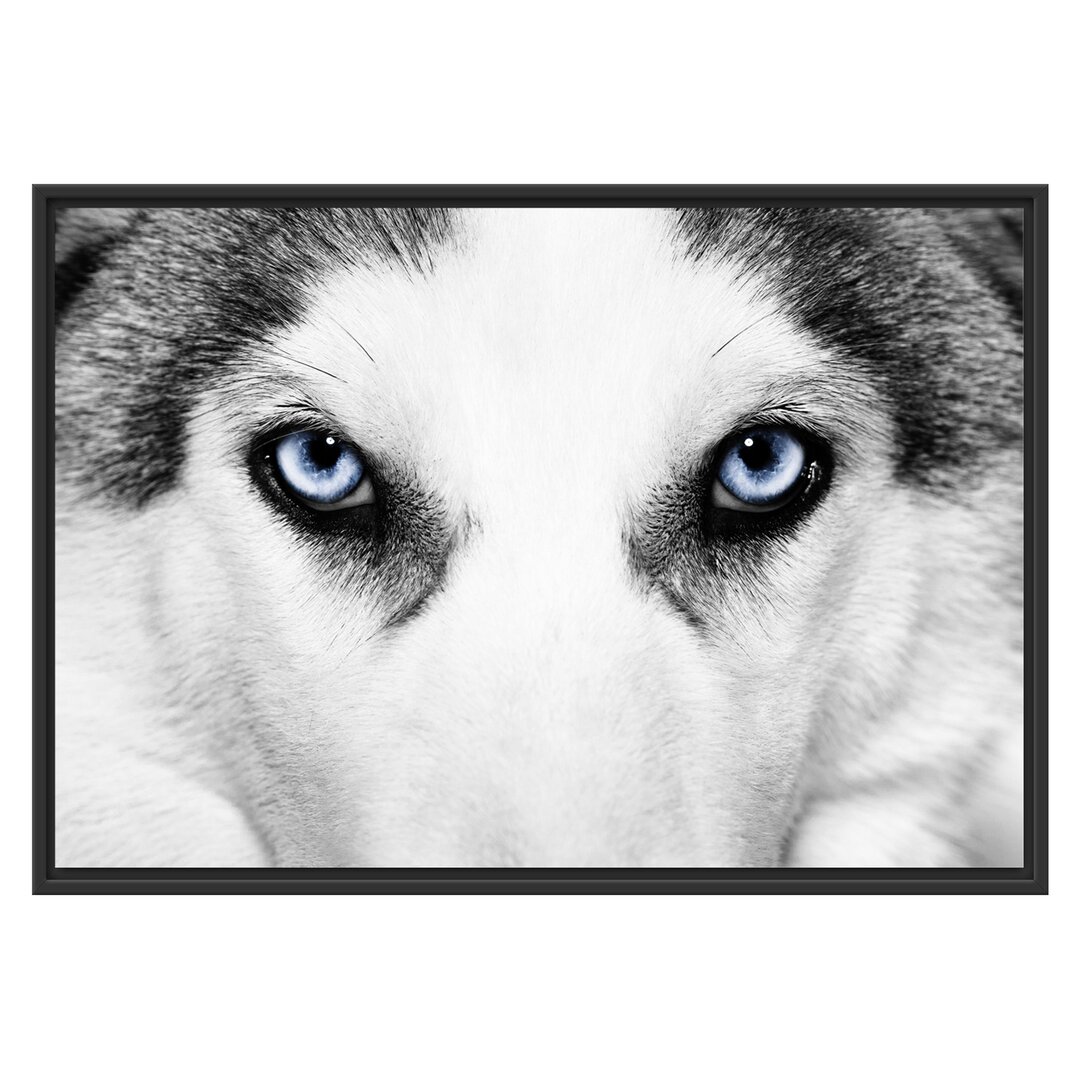 Gerahmtes Wandbild Husky mit Eisblauen Augen