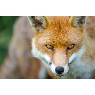 Renard européen - photographie sur toile tendue