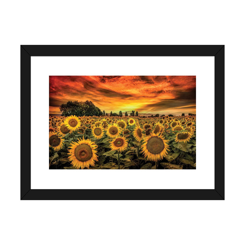 «Tuscany Sunflowers Field» - reproduction, H 16 po x l 24 po x P 1 po, Papier beaux-arts encadré noir