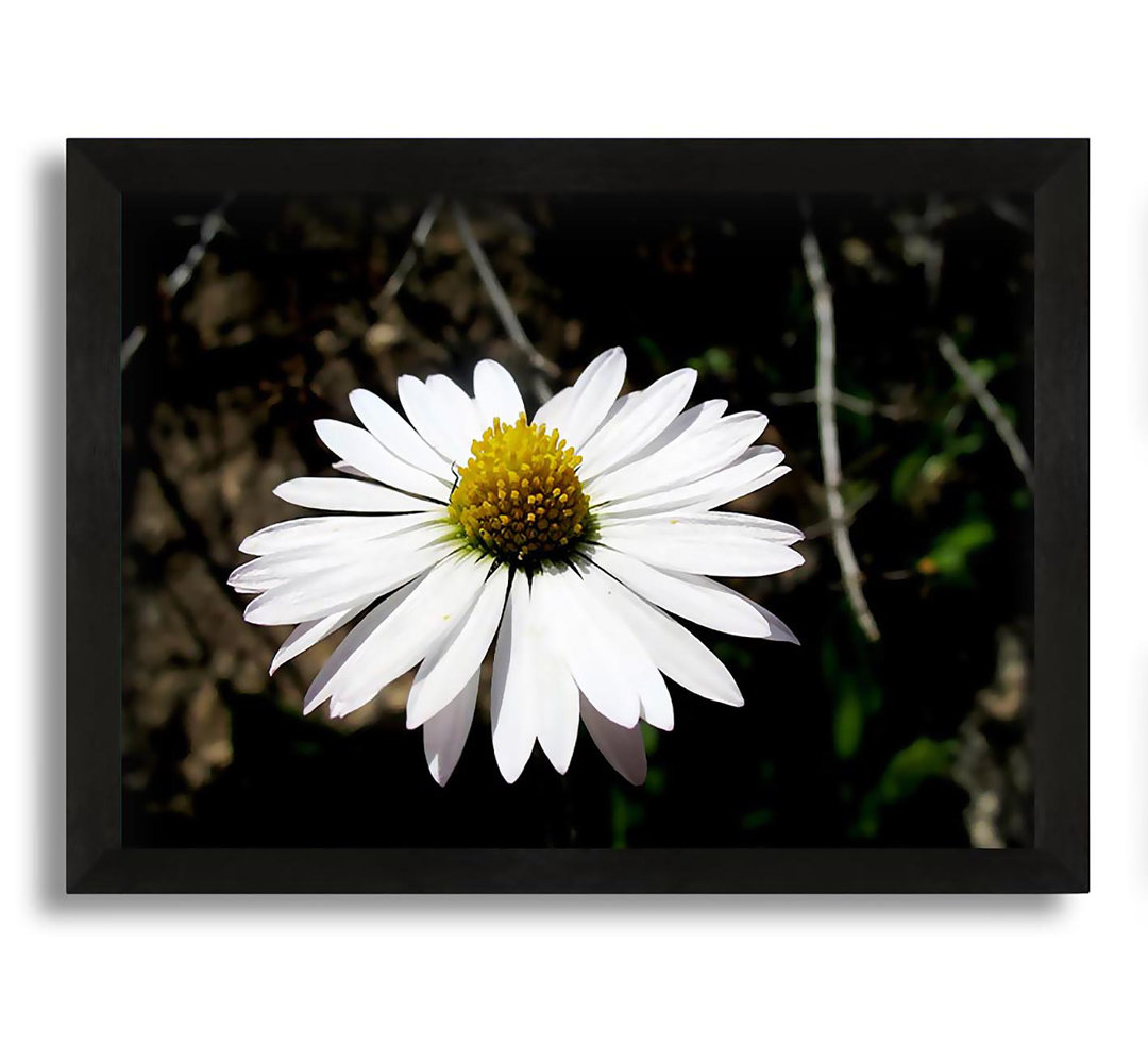 Gerahmtes Leinwandbild White Single Daisy Head