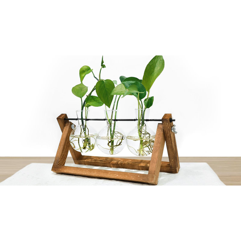 Plante terrarium avec support en bois, H 4,40 po x l 11 po x P 4,00 po