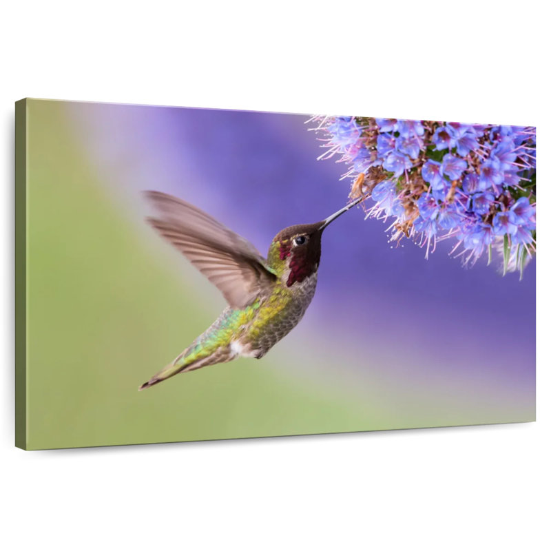 Brampt Nectar Sipping Hummingbird, 8" H x 12" W