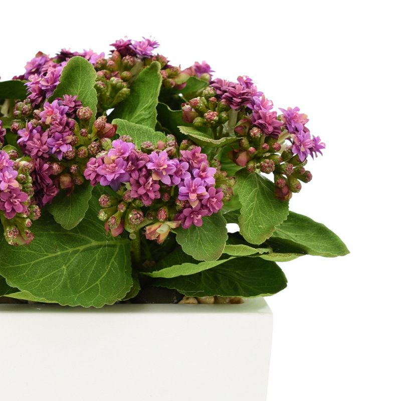 Kalanchoe Arrangement in Fiberstone Planter, 9.5" H x 18" W x 9.5" D, White