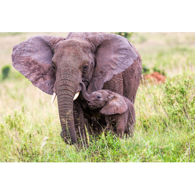 African Elephant And Baby by 1001slide - Wrapped Canvas Print