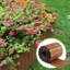 30cm H x 600cm W Metal Lawn Edging