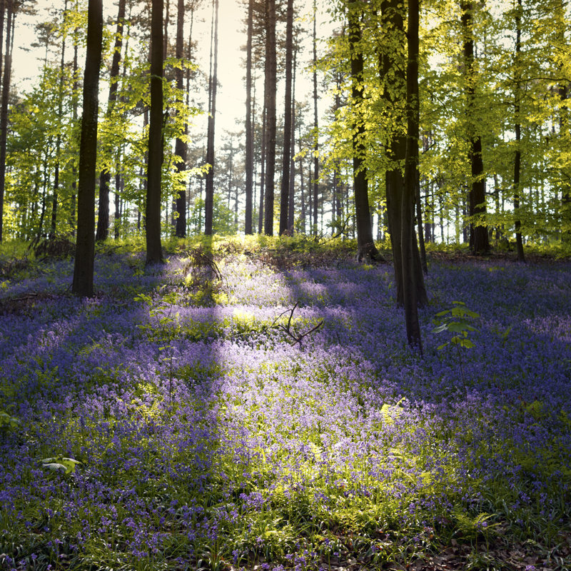 Bluebells In The Forest - Wrapped Canvas Print, 51cm H x 51cm W x 3.8cm D