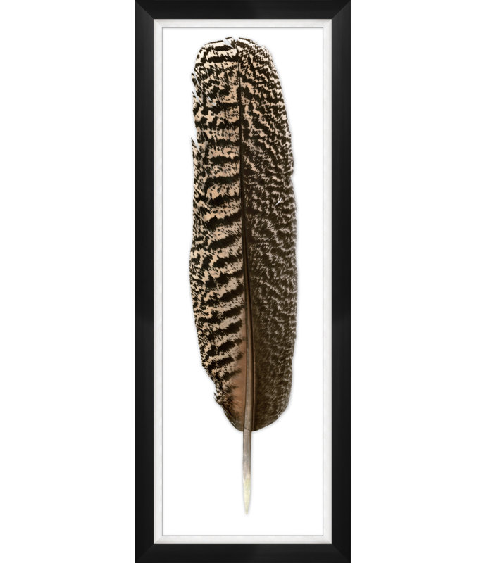 Mottled Peacock Feather 1 Print