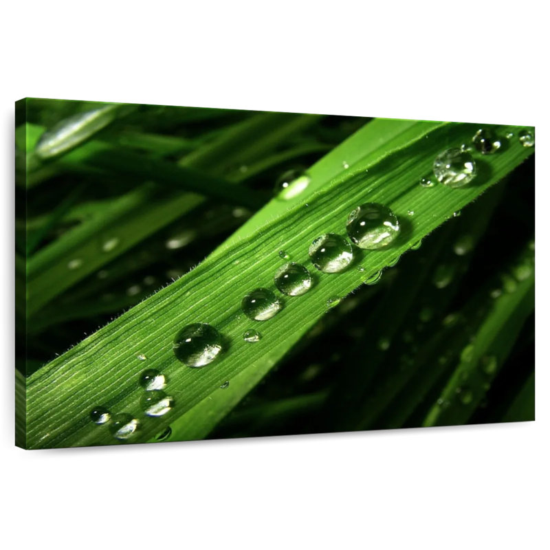 Gouttes d'eau Harnek sur feuille, H 8 po x l 12 po