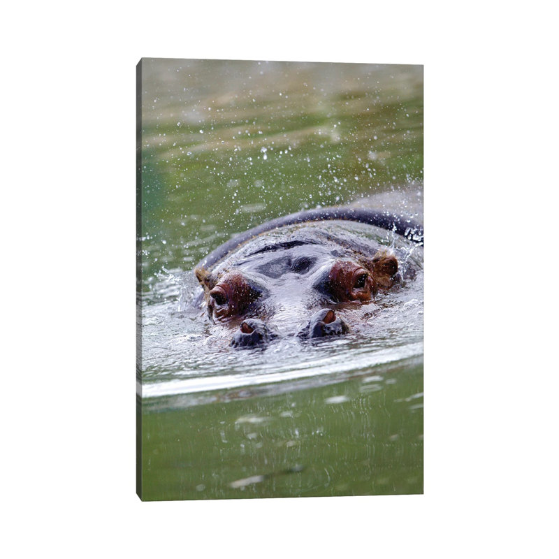 Hippo II by Goran Anastasovski - Wrapped Canvas Print, 66.04 cm H x 45.72 cm W x 1.91 cm D