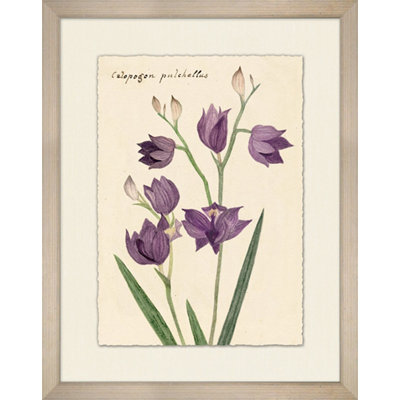 Calopogon Pulchellus 1 Painting