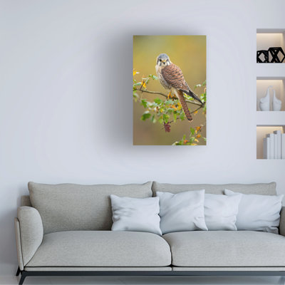 Art sur toile, «Milano Milan Zygmunt American Kestrel»