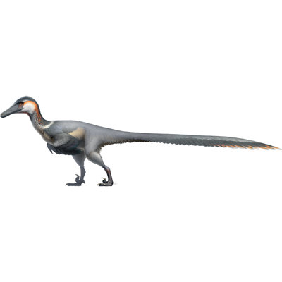 Austroraptor Realistic Bird-like Velociraptor Cardboard Standup