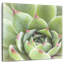 Harnek Garden Succulents III