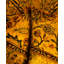 Overdyed Hand-Knotted Wool Modern-Contemporary Yellow Runner 2' 0" x 6' 8"