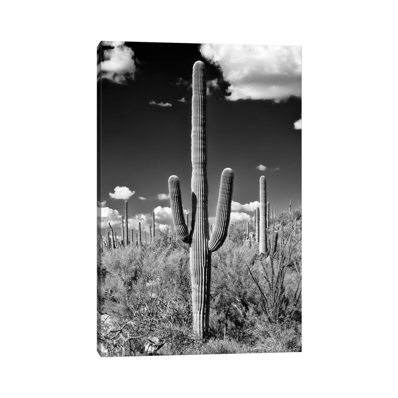 Série noire Arizona - Cactus Saguaro II-PHD1491, H 12 po x l 8 po x P 0,75 po