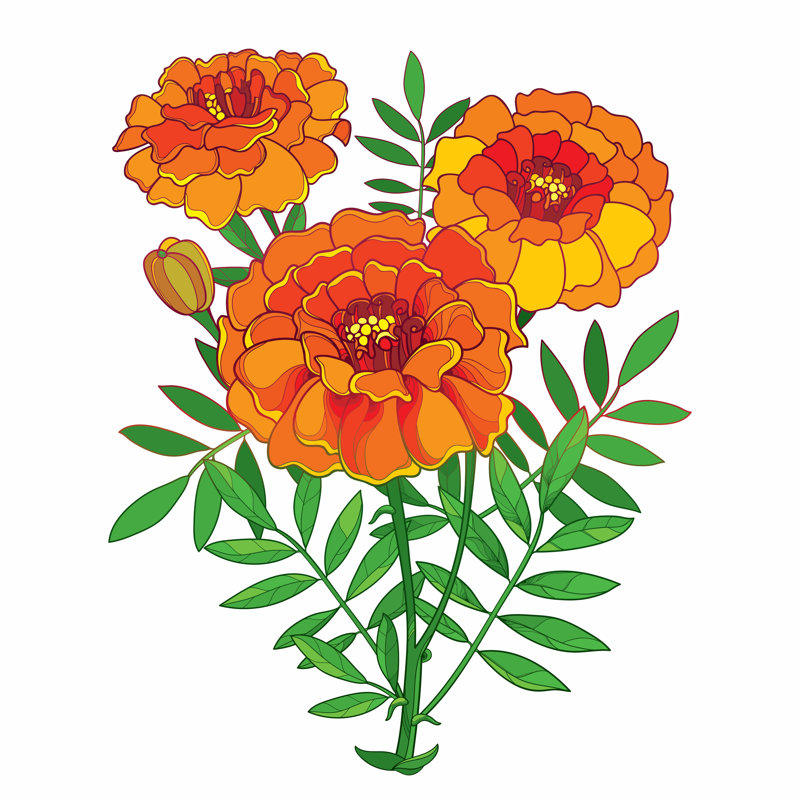 «Vector Of Marigold Flower», impression sur toile tendue, H 12 po x l 12 po