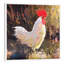 Gallo Italiano I by Christopher Clark - Floater Frame Painting on Canvas-939940776-939940777