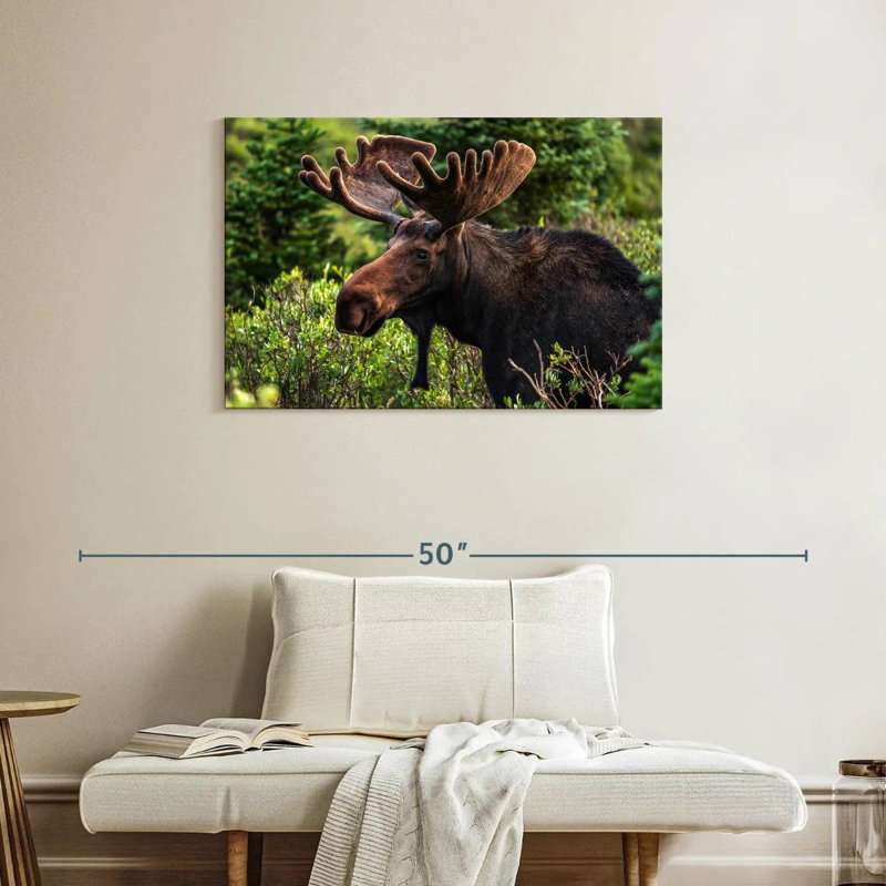 Brampt Wild Bull Moose, 24" H x 36" W