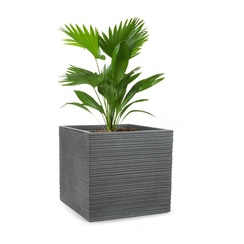 Cachepot, 50cm H x 55cm W x 55cm D