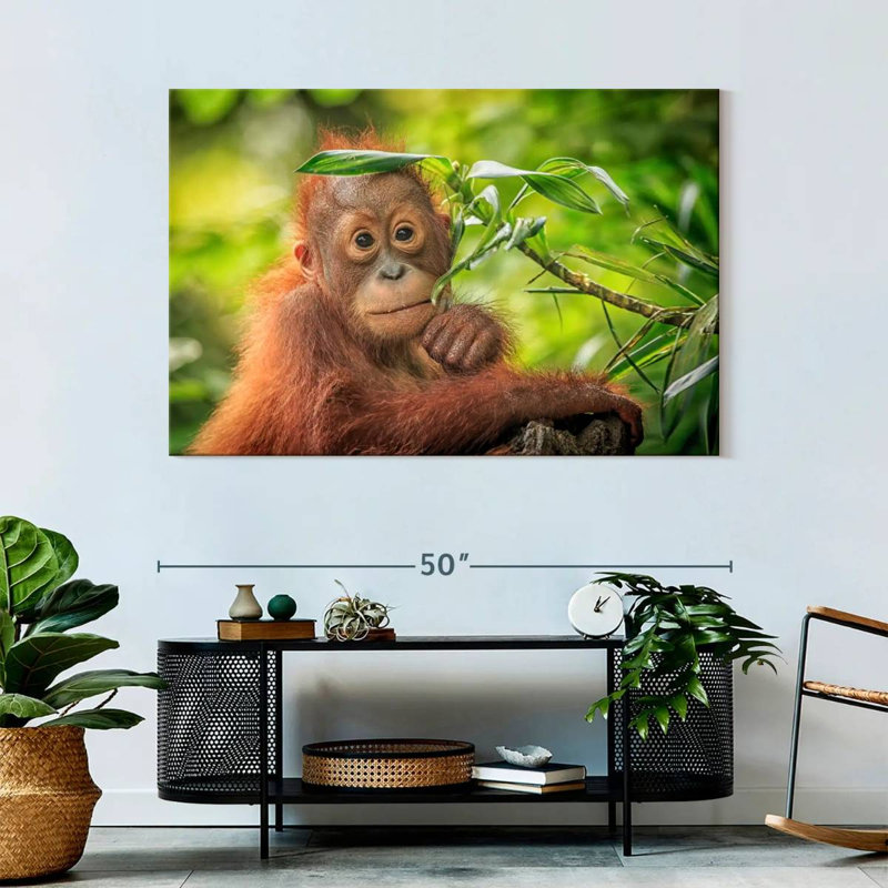 Leaf Munching Orangutan, 32" H x 48" W