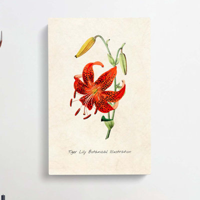 Illustration of a Tiger Lily Flower - Wrapped Canvas