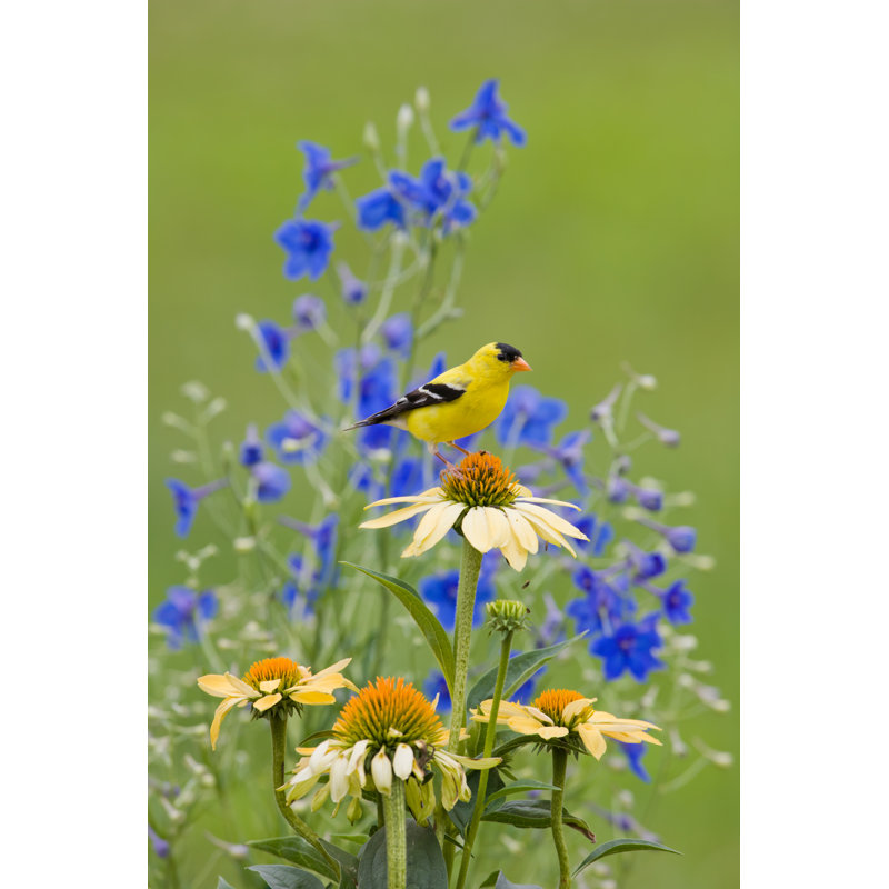 Yellow Goldfinch by Stanley45 - Wrapped Canvas Print, 76cm H x 51cm W x 3.8cm D