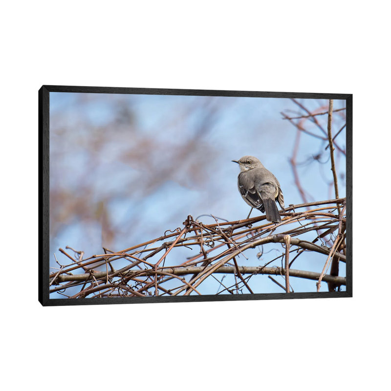 Grey & Blue by David Gardiner - No Frame Print on Canvas, Black Framed, 66.04 cm H x 45.72 cm W