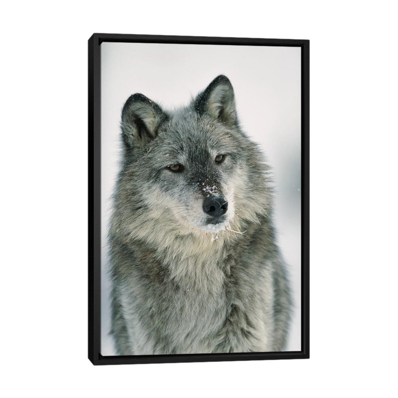 «Timber Wolf with Snow on Museau, Montana», reproduction de photo sur toile, H 26 po x l 18 po x P 1,5 po, Pas de tapis
