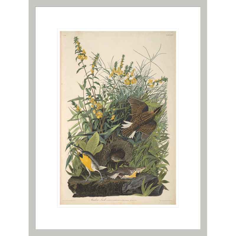 «Meadow Lark from The Birds of America 1827--38» par John James Audubon, impression giclée encadrée, 21.75" H x 16.45" W