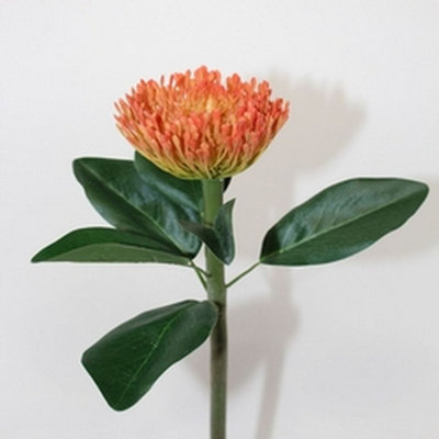 Tige Protea