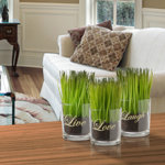 Sprout-Filled Glass Assortment