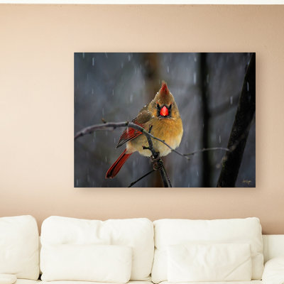 « snowy cardinal » par lois bryan, reproduction de photo sur toile