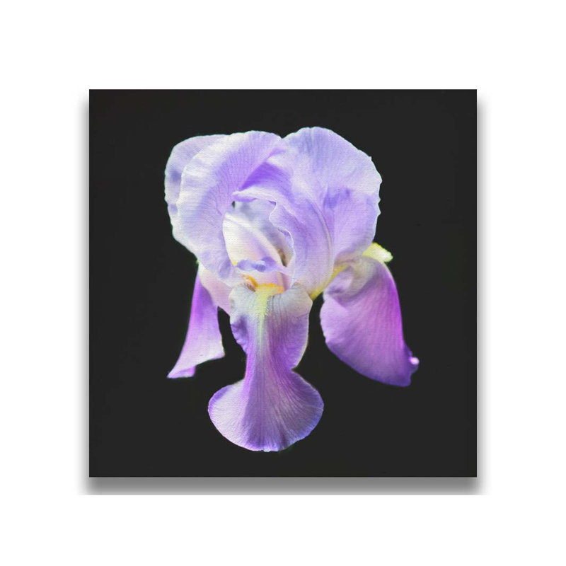 Iris on Black par Hal Halli. Toile giclée sur toile tendue avec cadre flottant, Toile tendue, Ne s’applique pas