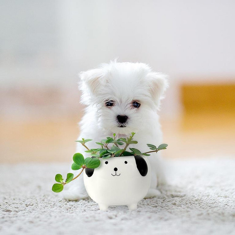 Dog Planter