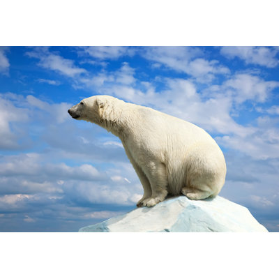 Polar Bear On Ice Block - Wrapped Canvas Print